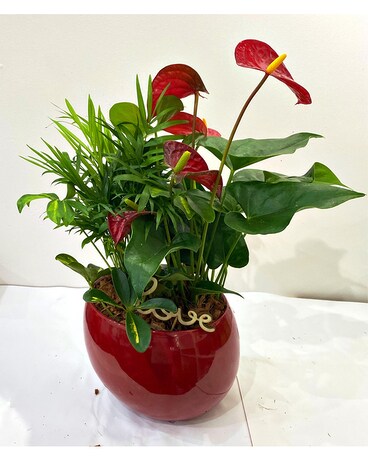 TROPICAL MIX ROUND Plant