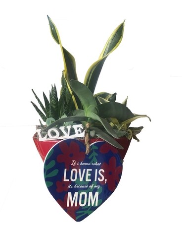 Eileen Succulent - Mother's Day Special Gifts