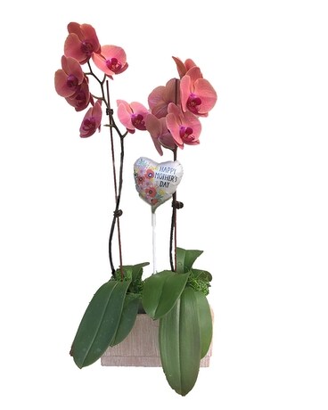 Joyful Orchids Plant