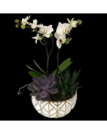 Orchid Succulent mix garden Plant