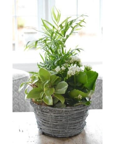 Grey Wash Wicker Plant