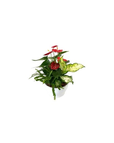IVANA Plant