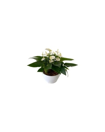 MINI WHITE ANTHURIUM Plant