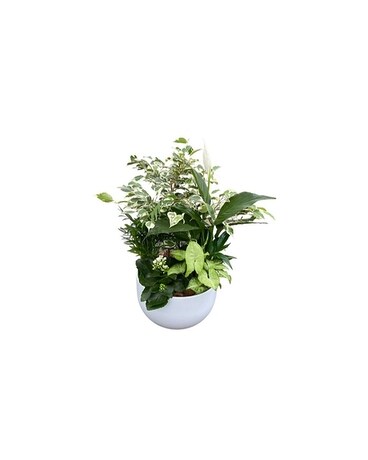 XL WHITE TROPICAL Plant