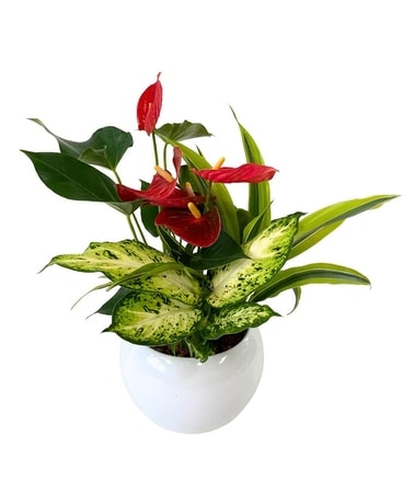 MEDIUM ANTHURIUM Plant