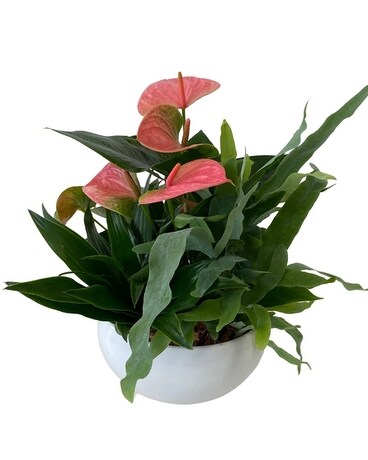 SHORT ANTHURIUM Plant