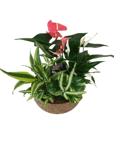 XL ANTHURIUM MIX Plant