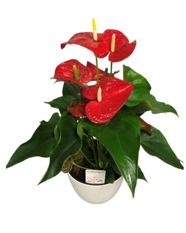 Anthurium 8