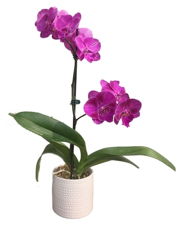 Enchanting Orchid Plant