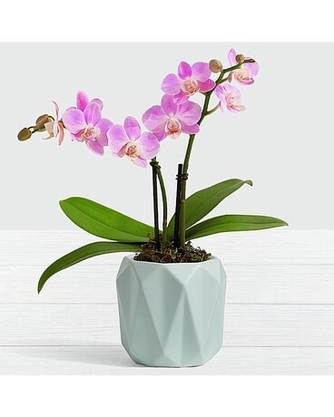 Office Orchids by Lovebird Flowers Custom product