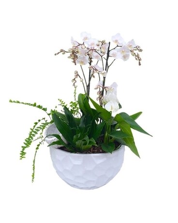 Large Orchid Dish Garden by Lovebird Flowers Flower Arrangement