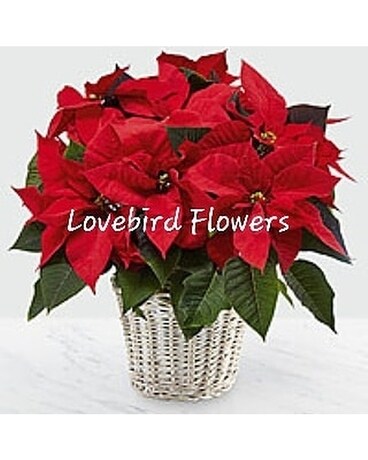 Festive Poinsettia Plant by Lovebird Flowers Flower Arrangement