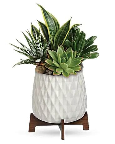 Teleflora's Modern Mood Succulents Flower Arrangement