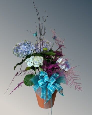 Hydrangea Plant Plant