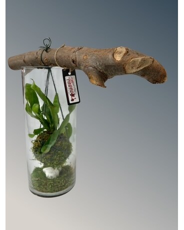 Kokedama Driftwood Class Plant