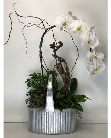 European Garden w/Phalaenopsis Dish Garden Plant