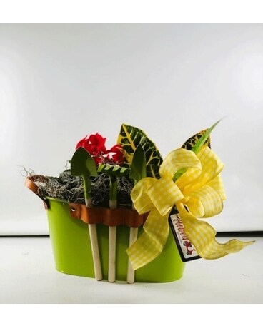 Garden Tinkerer Dish Garden Plant