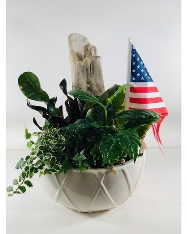 Patriotic Dish Garden Dish Garden Plant