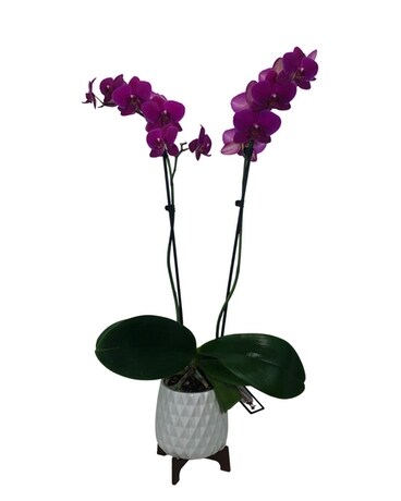 Phalaenopsis Orchid Plant