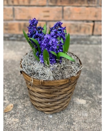 Hyacinth Plant Plant