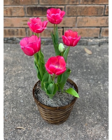Tulip Plant Plant