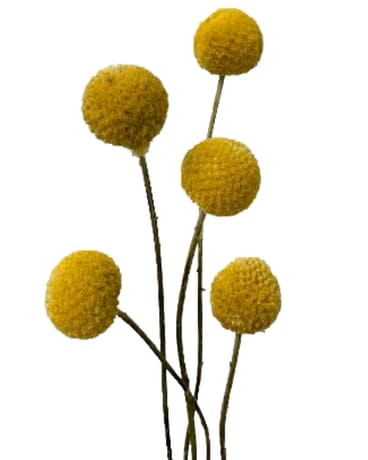 Dried Craspedia Dried Flowers