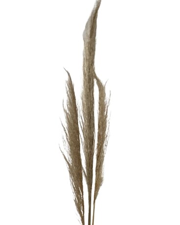 Dried Pampas Grass Flower Arrangement