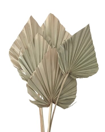 Dried Palm Spears by the Bunch Dried Flowers