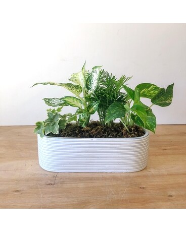 Modern Dishgarden Plant