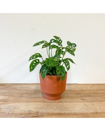 Swiss Cheese Plant Plant