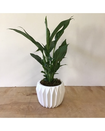 Peace Lily Plant