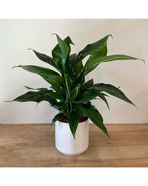 snake plant small Snake Plant Collection | Plant Bundles for Delivery