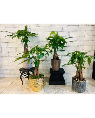 Money Tree Plant