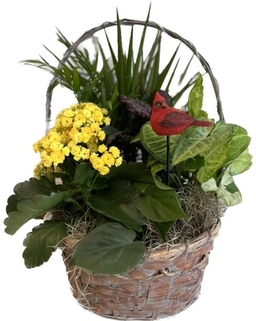 Dish Garden to include Cardinal pick Dish Garden Plant