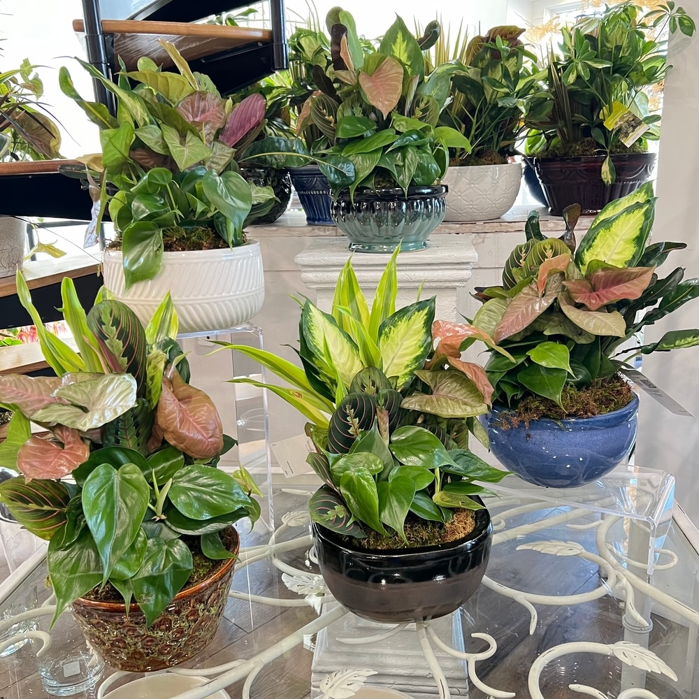 8in Dishgarden - Ceramic Pot in West Seneca NY - William's Florist