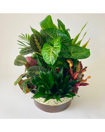 William's 10in Dishgarden Dish Garden Plant