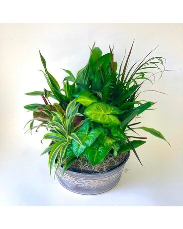 William's 14in Dishgarden Plant