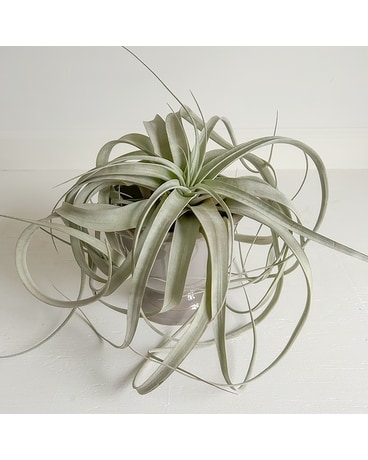 Air Plant Flowers