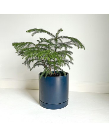 Norfolk Pine Flowers