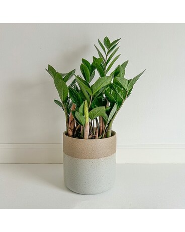 ZZ Plant Funeral Arrangement