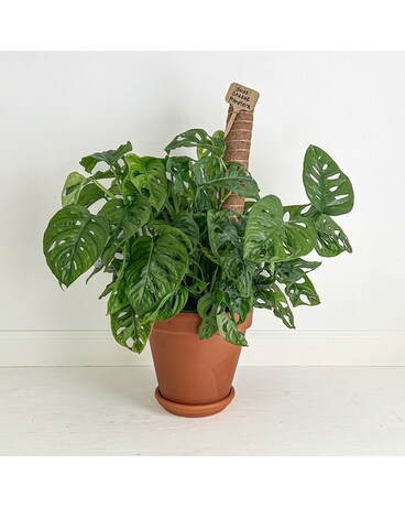 Swiss Cheese Monstera Flowers