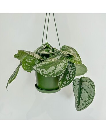 Hanging Pothos Plant Flowers