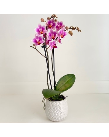 Piccola Orchid Flowers