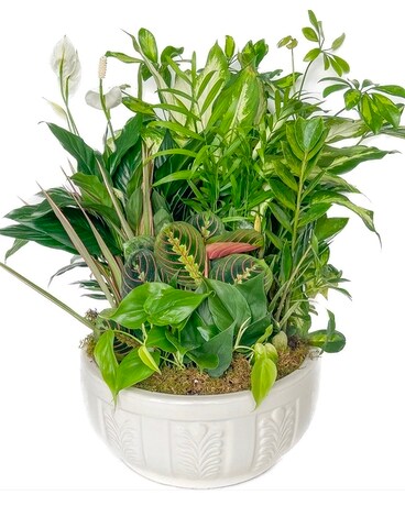 Alabaster 14in. Dishgarden Flowers