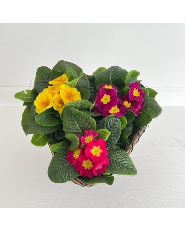 Sweet Trio of Primroses Flowers