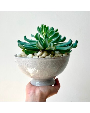 Lake Havasu Succulent Planter Flowers