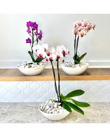 Healing Garden - Piccola Orchid Flowers