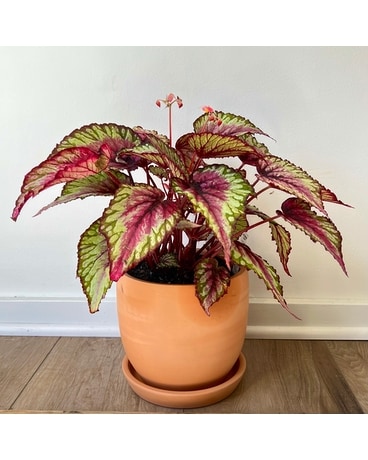 Rex Begonia Flowers