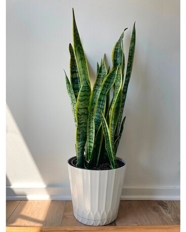 Standard size,  inches height and  inches wide.