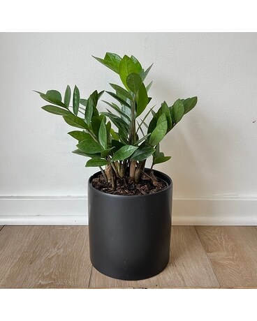 ZZ Plant Funeral Arrangement